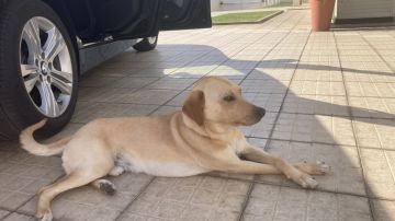 Hotel e Creche para Animais