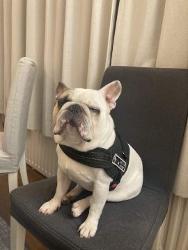 Hotel para Cães