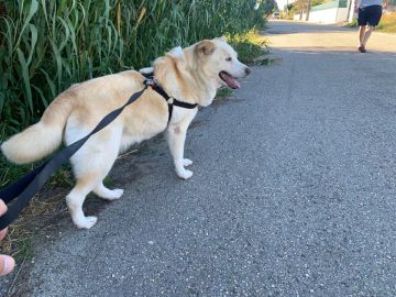 Hotel para Cães
