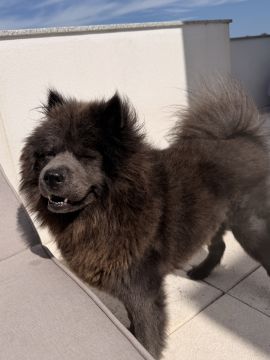 Hotel para Cães