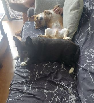 Dog Hotel