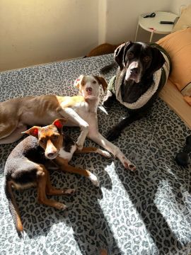 Hotel para Cães