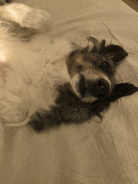 Hotel para Cães