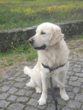 Dog Hotel