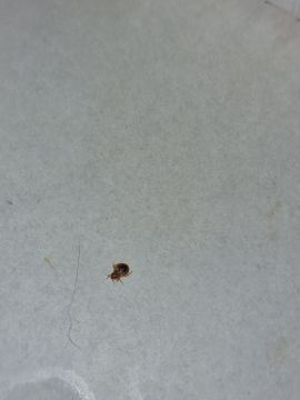 Bed Bug Exterminator