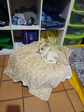 Hotel para Cães
