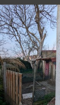 Tree Trimmer