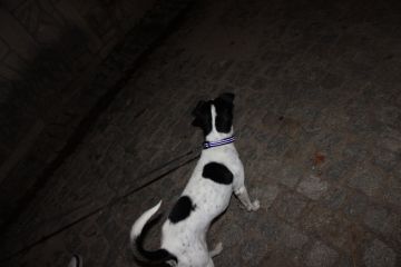 Hotel para Cães