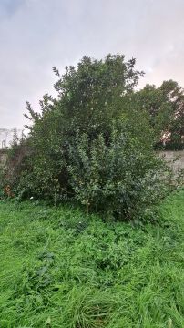 Gartenarbeiten
