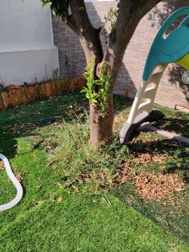 Gardening - Lawncare
