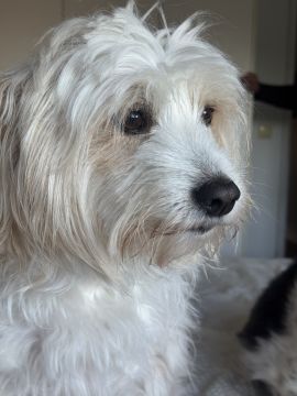 Hotel para Cães