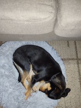 Hotel para Cães