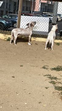 Hotel para Cães