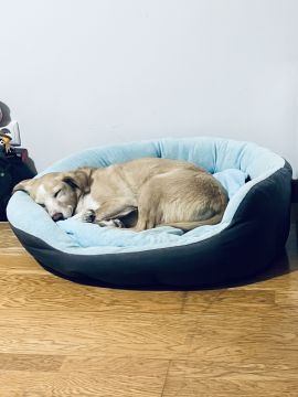 Hundepension