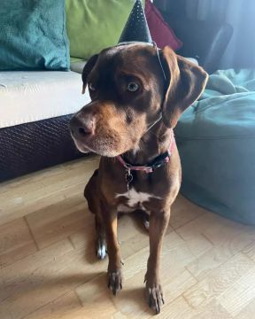 Pension pour chiens