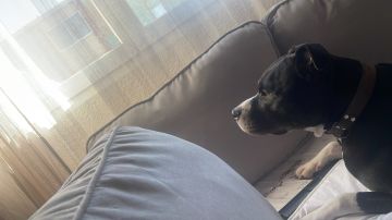 Hotel e Creche para Animais