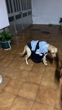 Creche para Cães