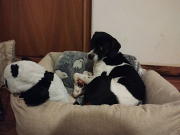 Hotel para Cães