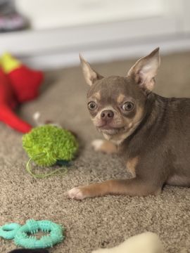 Hotel para Cães