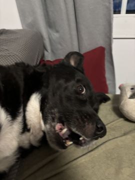 Hundepension