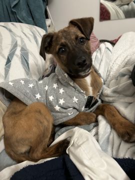 Hotel para Cães