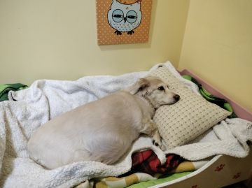 Hotel para Cães