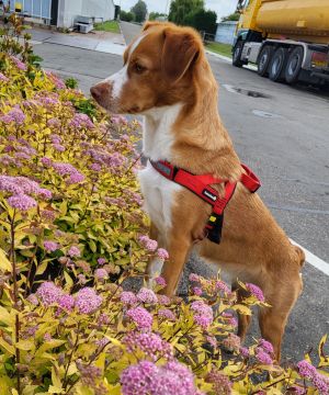 Hotel para Cães