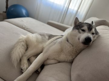Pension pour chiens
