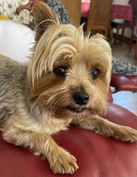 Pension pour chiens