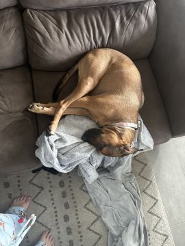 Hotel para Cães