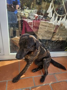 Hotel e Creche para Animais