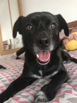 Hotel para Cães