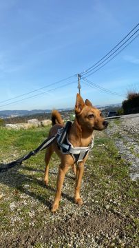 Hotel para Cães
