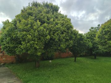 Lawncare