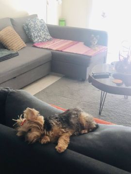 Hotel para Cães