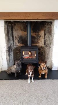 Dog Hotel