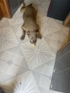 Hotel para Cães
