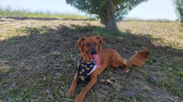 Hundepension