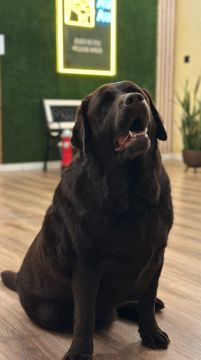Hotel para Cães