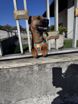Hotel e Creche para Animais