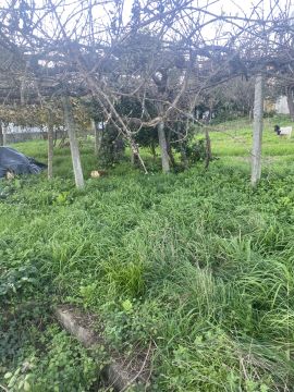 Jardinagem e Relvados - Casa