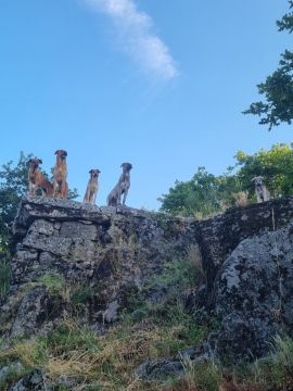 Hotel de Animais