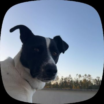 Hotel para Cães
