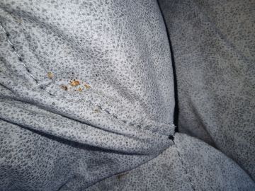 Bed Bug Extermination