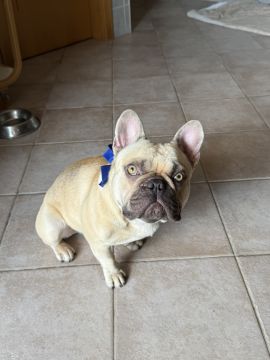 Hotel para Cães