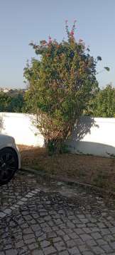 Lawncare