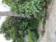 Gardening