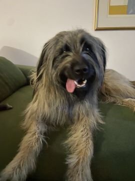 Hotel para Cães