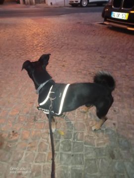 Dog Hotel