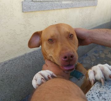 Hotel para Cães